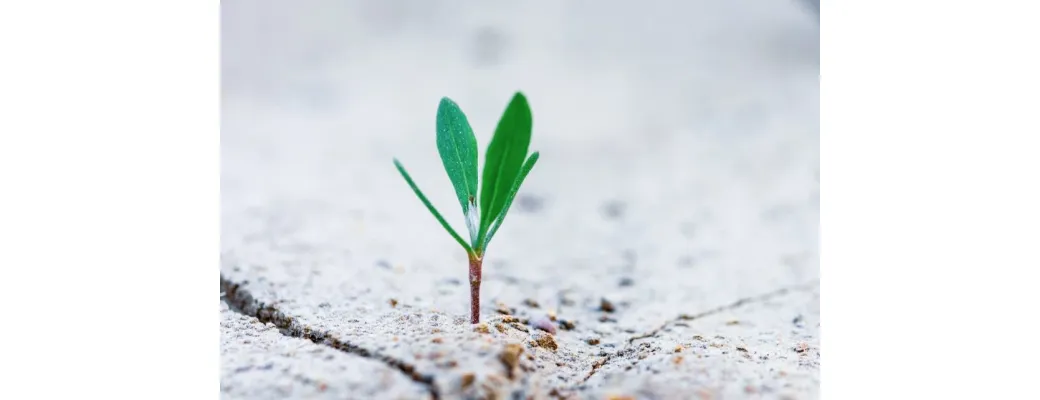 5 Lessons in Branding from the Fastest Growing Companies in Europe