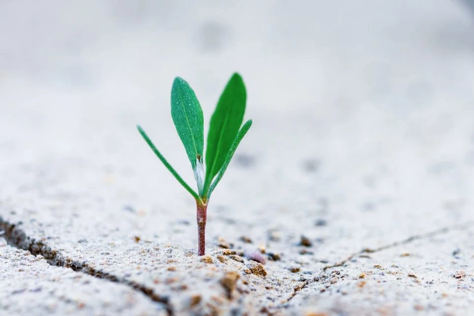 5 Lessons in Branding from the Fastest Growing Companies in Europe